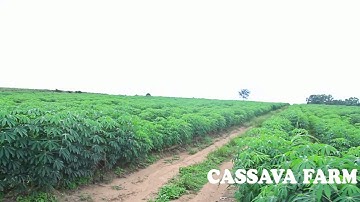Niji farm Cassava Plantation