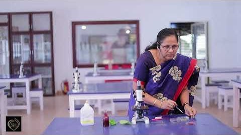 Botany Practical 2 T S of DICOT STEM