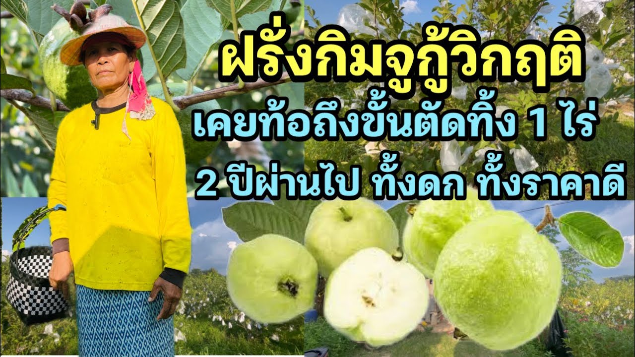 ปลูกฝรั่งกิมจูท้อจนเคยตัดทิ้ง 1 ไร่ ผ่านไป 2 ปีฝรั่งที่เหลือไว้ ให้ผลผลิต แถมได้ราคาดีเกินคาด