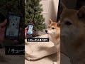 動画に負けじとお返事犬🐶 #柴犬 #shibainu #返事する犬