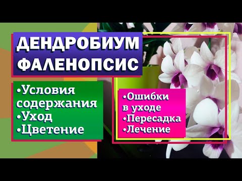 Дендробиум фаленопсис уход в домашних условиях