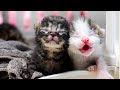Adorably Asking for Milk Upon Waking Up | 4-Day-Old Kittens Abandoned Under a Bridge
