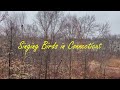 Singing Birds in Connecticut