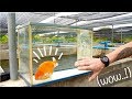 CE POISSON ROUGE COÛTE 2000 EUROS ! -TOOPET