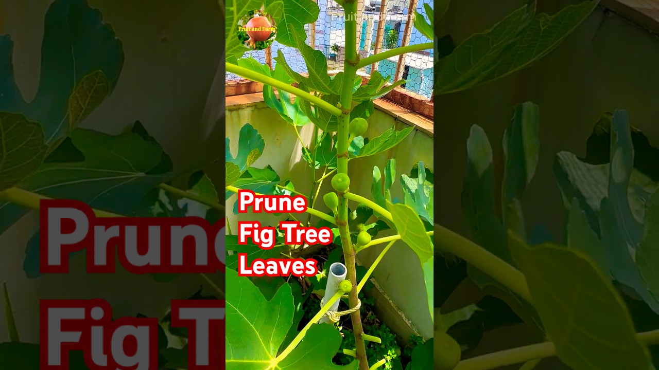 Prune Fig Tree Leaves for Bigger Fruits