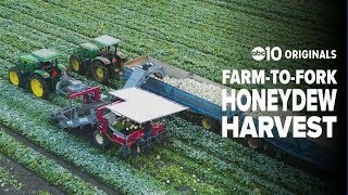 Where honeydew melons come from (Yolo County)