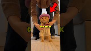 Never Try Dressing Your Cat Instant Regret