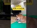焼き鳥屋てら、つくね店長の日常 #shorts #dog #shibainu #trending