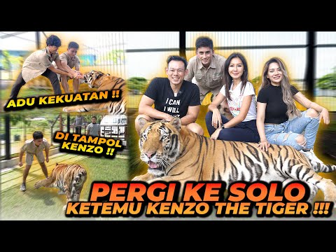 AKHIRNYA KETEMU KENZO SI HARIMAU RASA KUCING RUMAHAN ! JINAK BANGET BISA SAMPE KAYA GINI !!