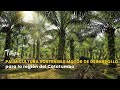 Palmicultura sostenible motor de desarrollo para el Catatumbo - TvAgro por Juan Gonzalo Angel