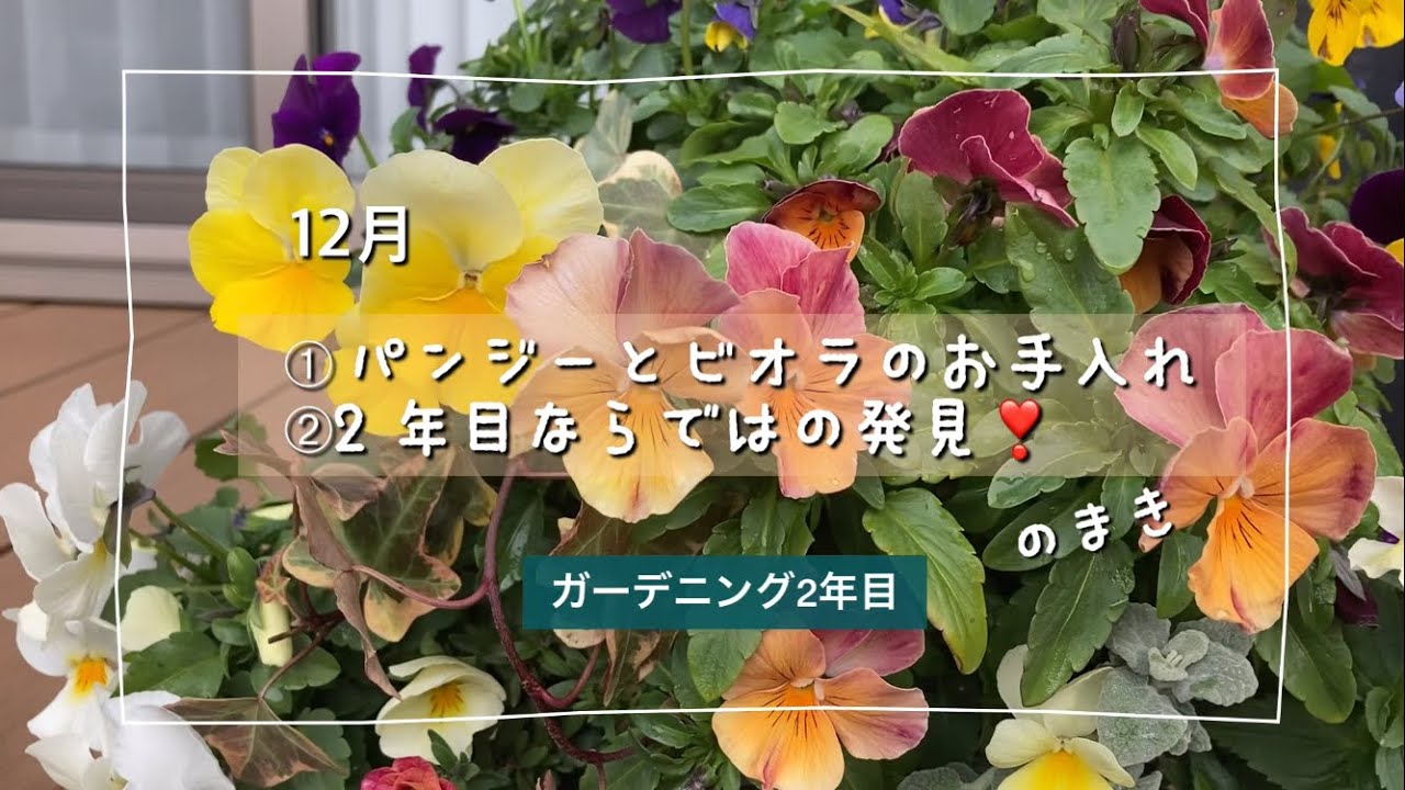 ガーデニング2年目 12月 がパンジービオラのお手入れ 2年目花壇のうれしい発見 Youtube