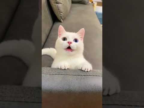فيديو: حول قطة الصدمة والثقة