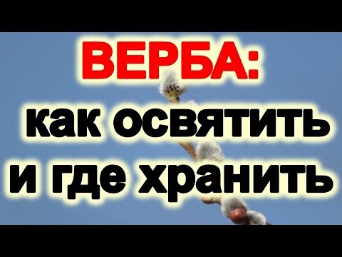 Верба: как освятить и где хранить символ Вербного воскресенья