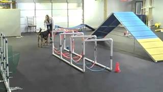 Ruby the Agility Wonder Dog.mp4