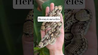 Hernyó Nevelés Szépségei