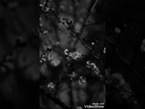 كايروكي انا السيجاره