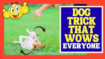 The EASIEST Way to Teach Your Dog to ROLL OVER | Step-by-Step Training 🐶