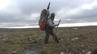 Through the Taymyr to Cape Chelyuskin. Part 12. There's no scarier beast than the Arctic fox