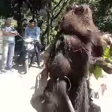 Siguntu lunto punyo.