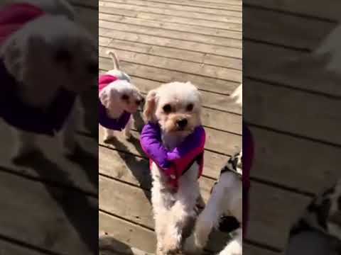 #asmr #relax #relaxing #puppy #small #dogs