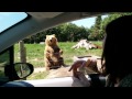 Awesome Catch By The Bear Awesome Catch By The Bear