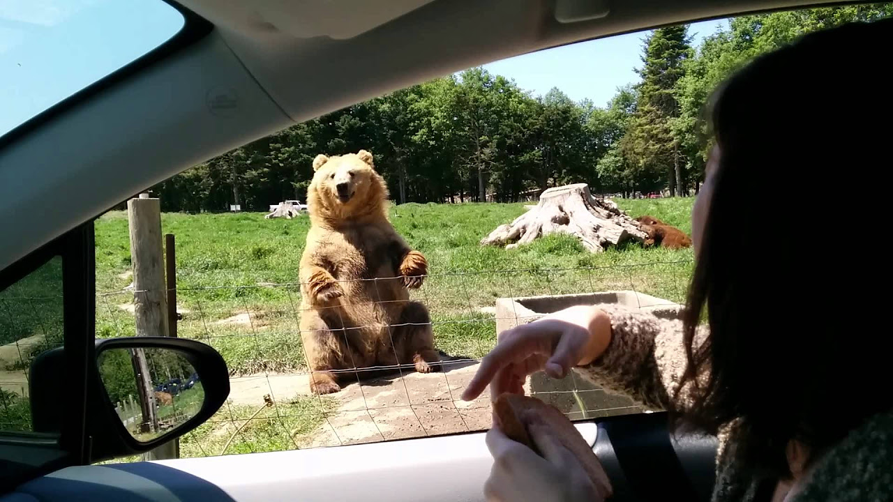 Awesome catch by the bear