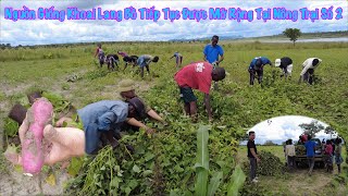 Thế Nhân || Tân Dụng Nguồn Giống Khoai Lang Bồ Mở Rộng Thêm Diện Tích Cây Trồng Ở Nông Trại Số 2