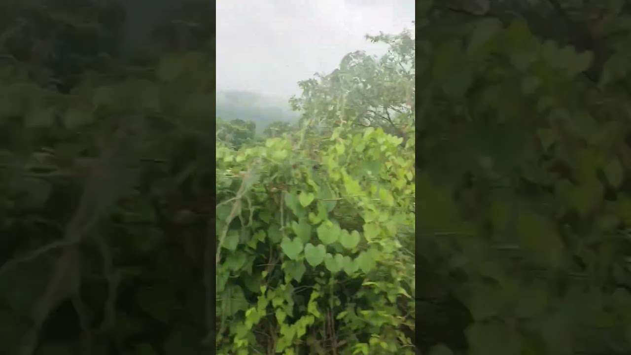 Relaxing Greenery Escape