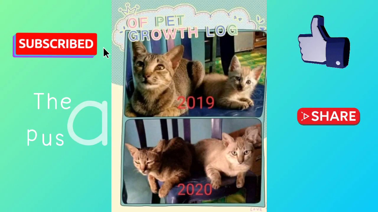 Kumpulan Kucing lucu di dunia - YouTube