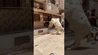 Jeet ki hawas Nhi angry bull #cow #bullrace #lifeisbutadream #shortsfeed #bull
