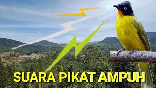 🔴Suara burung kutilang emas pikat  terbaru || Suara pikat kutilang emas gacor