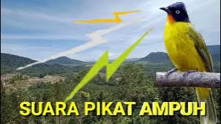 🔴Suara burung kutilang emas pikat  terbaru || Suara pikat kutilang emas gacor