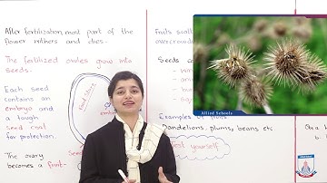 Class 8 - Science - Chapter 02 - Lecture 5 - Seeds and Fruits - Allied Schools