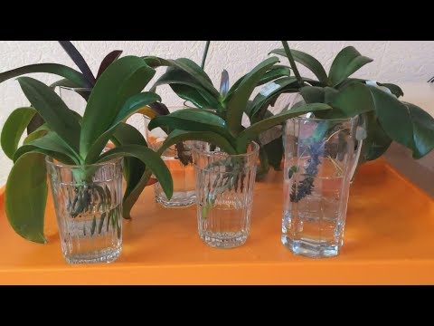 Видео: Необичайни орхидеи (част 2)