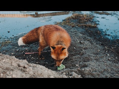 Можно ли в квартире держать лису?