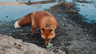 Можно ли в квартире держать лису?