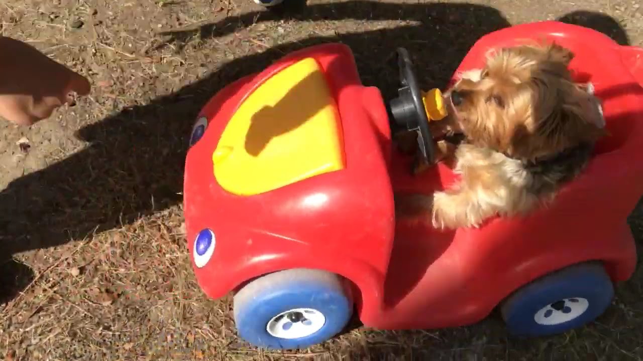 The driving dog 🐶 YouTube