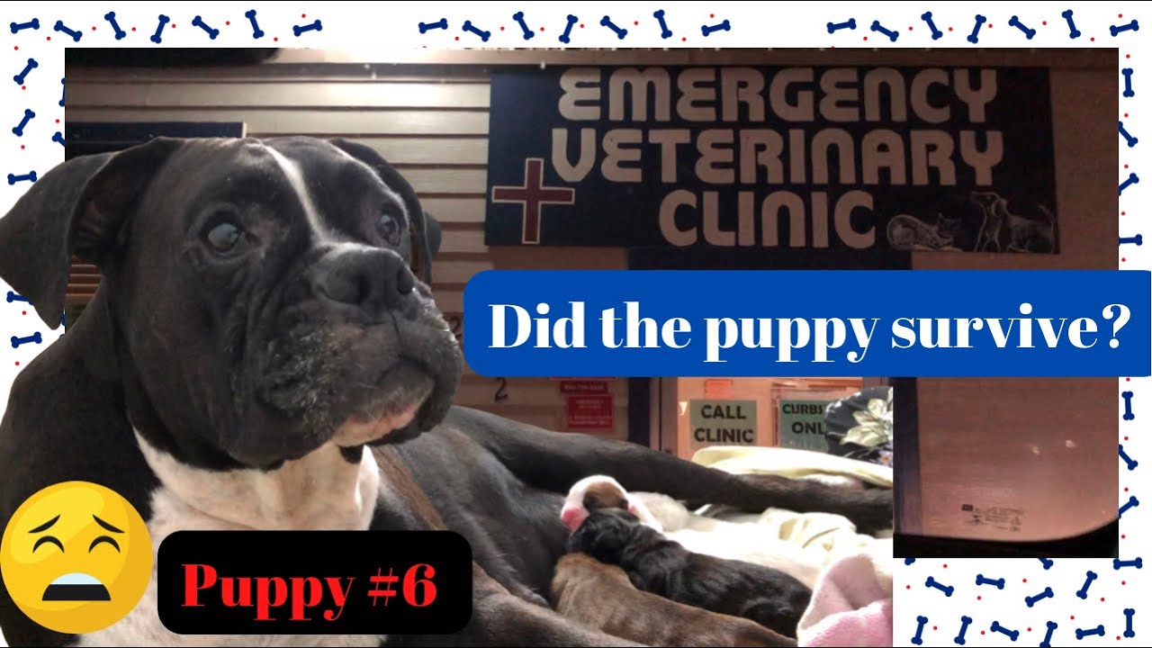 Did the puppy survive? 😱Boxer dog giving birth her last puppy at the ...