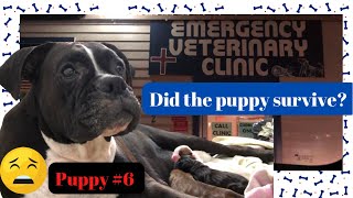 Did the puppy survive? 😱Boxer dog giving birth her last puppy at the clinic #doggivingbirth