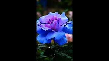 سورة الانسان للشيخ ماهر المعيقلي مكررة مرتين  SURAT AL-INSAN repeated 2 times