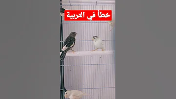 خطأ يقوم به مربي طيور الكناري نصائح في تربية الكناري 