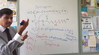 Membrane Lipids - Glycerophospholipids and Sphingolipids