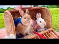 #77 リアルピーターラビットとピクニック！？広い公園をぴょんぴょん跳ねる！Real Peter Rabbit picnic! ?Bounce happily in a large park!