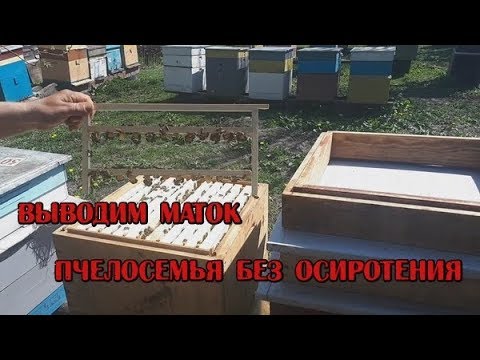 ВЫВОДИМ МАТОК БЕЗ