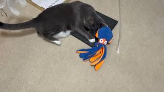 The Toaocrs Octopus Dog Toy — Worth the Hype?