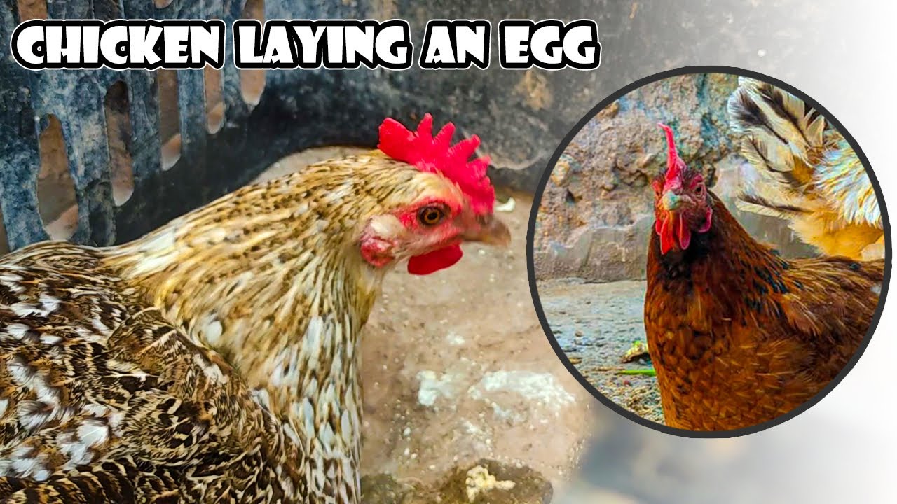 How do chickens lay eggs every day - YouTube