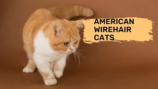 American Wirehair Cats - History, Appearance & Health Of American Wirehair Cats by Bts Army 💜 224 views 2 years ago 2 minutes, 28 seconds