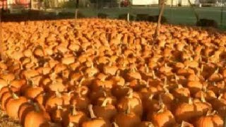 Have your pick of the patch at Hunsader Farms' annual Pumpkin Festival