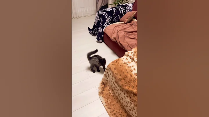 Video 11552531: mainecoon cat kitten, scary cat