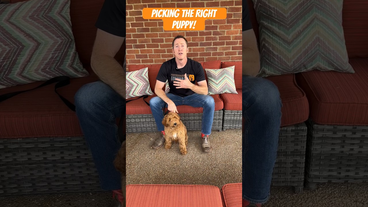 Как выбрать подходящего щенка! #дрессировкасобак #дрессировщиксобак #советыподрессировкесобак